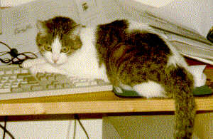 Lisa auf der Tastatur