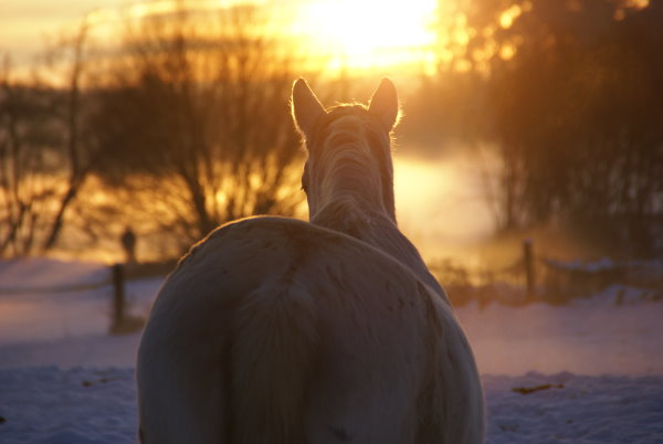 Ein Pferd beobachtet den Sonnenuntergang