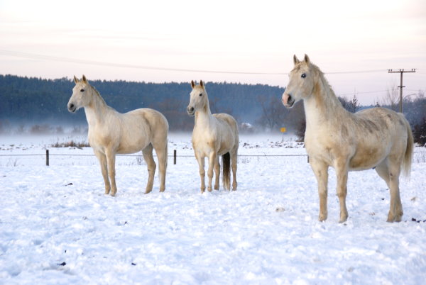 Drei weiße Pferde im Schnee genießen den Sonnenuntergang